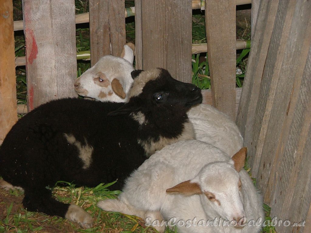Presepe_Vivente_08_039.jpg